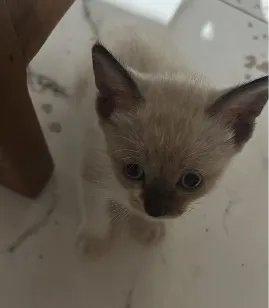 Gato raça SRD-ViraLata idade Abaixo de 2 meses nome Não ganho ainda um nome