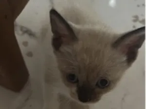 Gato raça SRD-ViraLata idade Abaixo de 2 meses nome Não ganho ainda um nome