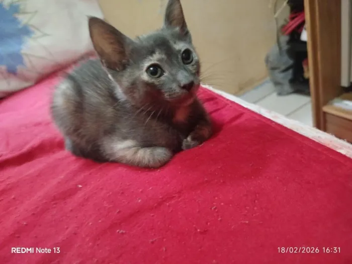 Gato raça SRD-ViraLata idade 2 a 6 meses nome corujinha