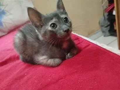 Gato raça SRD-ViraLata idade 2 a 6 meses nome corujinha