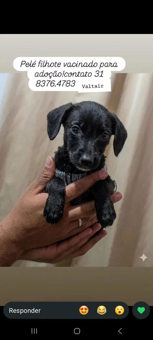 Cachorro raça SRD-ViraLata idade 2 a 6 meses nome Pelé