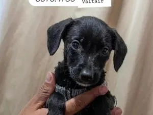 Cachorro raça SRD-ViraLata idade 2 a 6 meses nome Pelé