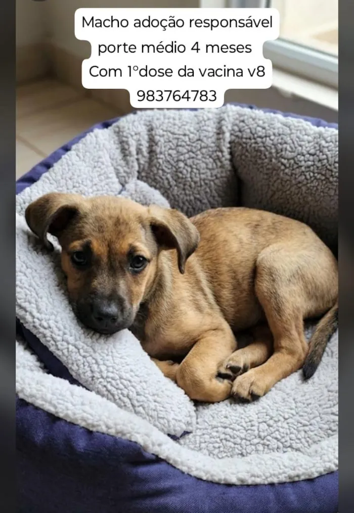 Cachorro raça SRD-ViraLata idade 2 a 6 meses nome Apollo