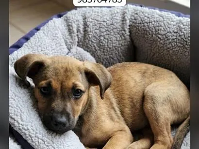 Cachorro raça SRD-ViraLata idade 2 a 6 meses nome Apollo