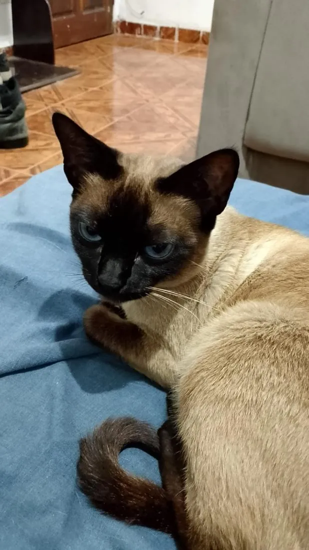 Gato raça Siamês idade 6 ou mais anos nome Circe
