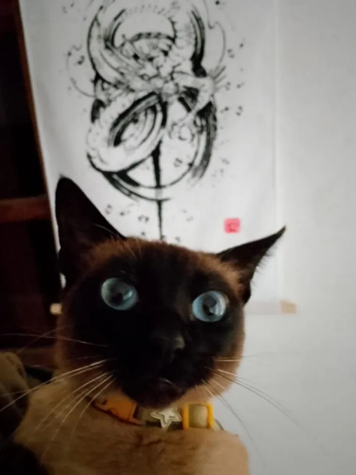 Gato raça Siamês idade 6 ou mais anos nome Circe