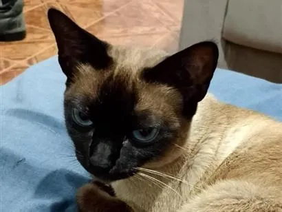 Gato raça Siamês idade 6 ou mais anos nome Circe