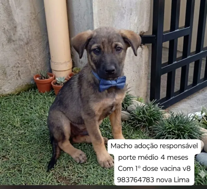 Cachorro raça SRD-ViraLata idade 2 a 6 meses nome Logan 