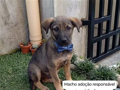 Cachorro raça SRD-ViraLata idade 2 a 6 meses nome Logan 