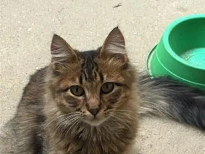 Gato raça SRD-ViraLata idade 7 a 11 meses nome ADOÇÃO URGENTE