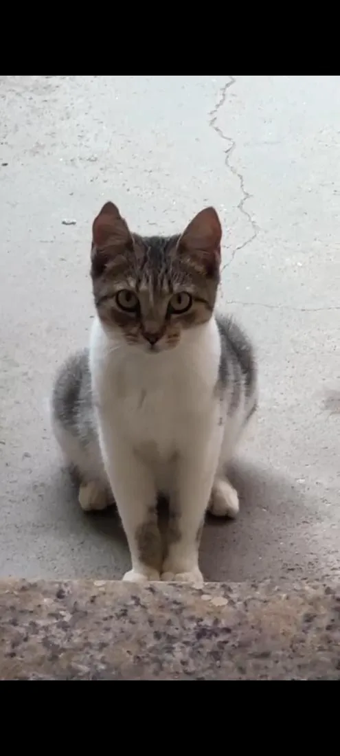 Gato raça SRD-ViraLata idade 7 a 11 meses nome ADOÇÃO URGENTE