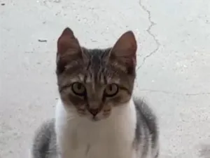 Gato raça SRD-ViraLata idade 7 a 11 meses nome ADOÇÃO URGENTE