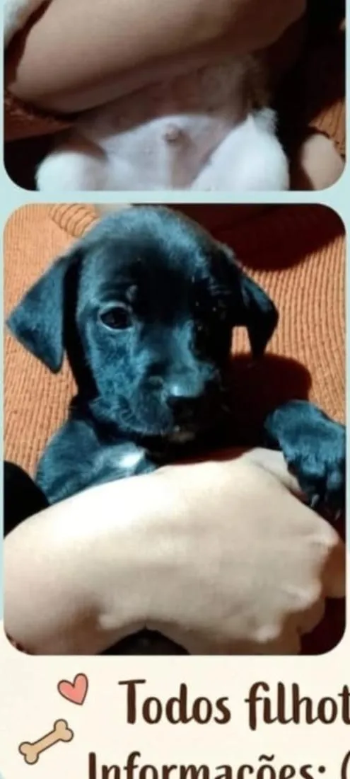 Cachorro raça SRD-ViraLata idade 2 a 6 meses nome Trigêmeos pretinhos 