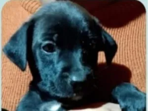 Cachorro raça SRD-ViraLata idade 2 a 6 meses nome Trigêmeos pretinhos 