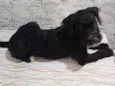 pretinho, princesa,gordo e neguinho