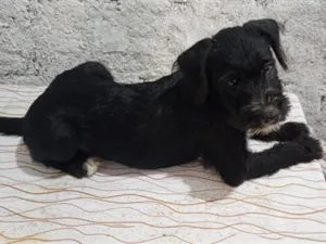 Cachorro raça SRD-ViraLata idade 2 a 6 meses nome pretinho, princesa,gordo e neguinho
