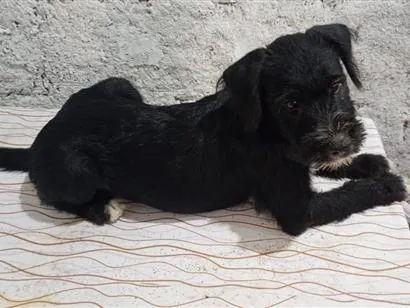 Cachorro raça SRD-ViraLata idade 2 a 6 meses nome pretinho, princesa,gordo e neguinho