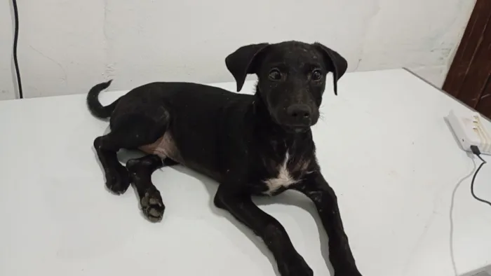 Cachorro raça SRD-ViraLata idade 2 a 6 meses nome pretinho, princesa,gordo e neguinho