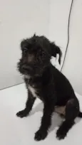 pretinho, princesa,gordo e neguinho