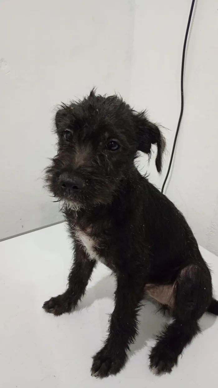 Cachorro raça SRD-ViraLata idade 2 a 6 meses nome pretinho, princesa,gordo e neguinho