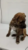 pretinho, princesa,gordo e neguinho