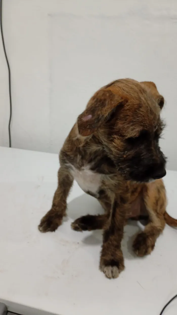 Cachorro raça SRD-ViraLata idade 2 a 6 meses nome pretinho, princesa,gordo e neguinho