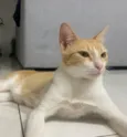 Gata amarela 