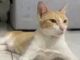 Gata amarela 
