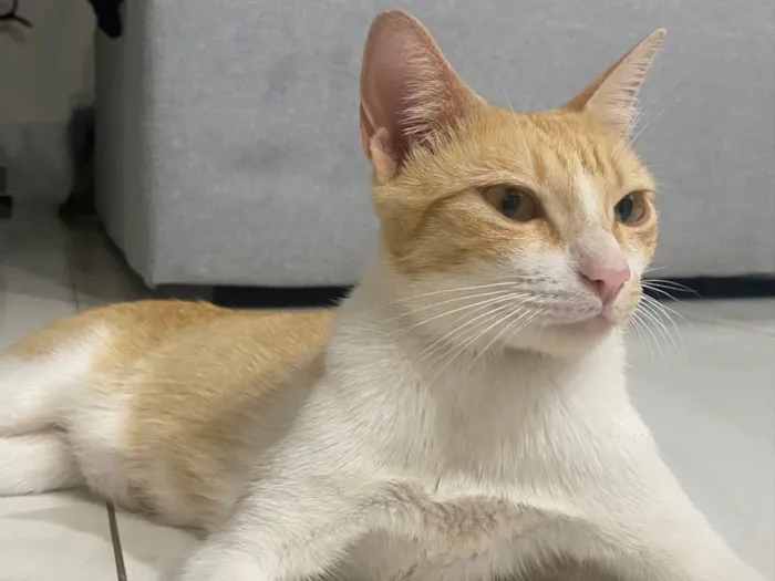 Gato raça SRD-ViraLata idade 2 anos nome Gata amarela 