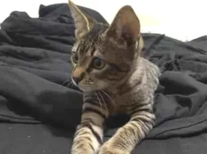 Gato raça SRD-ViraLata idade Abaixo de 2 meses nome Bob
