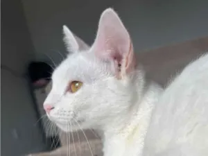 Gato raça SRD-ViraLata idade 7 a 11 meses nome Luna