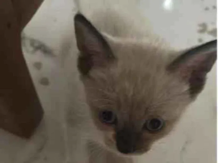 Gato raça SRD-ViraLata idade Abaixo de 2 meses nome Não ganho ainda um nome