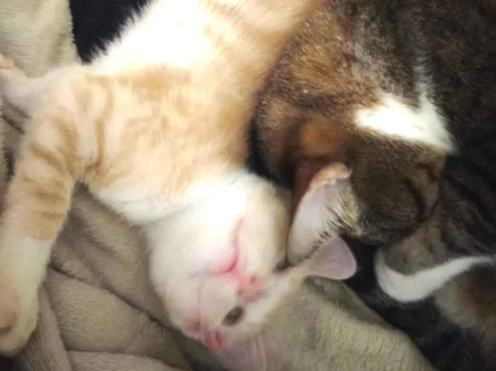 Gato raça SRD-ViraLata idade 2 a 6 meses nome Leo