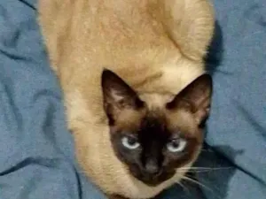 Gato raça Siamês idade 6 ou mais anos nome Circe