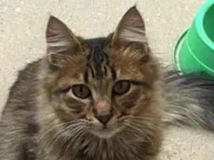 Gato raça SRD-ViraLata idade 7 a 11 meses nome ADOÇÃO URGENTE