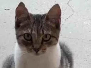 Gato raça SRD-ViraLata idade 7 a 11 meses nome ADOÇÃO URGENTE