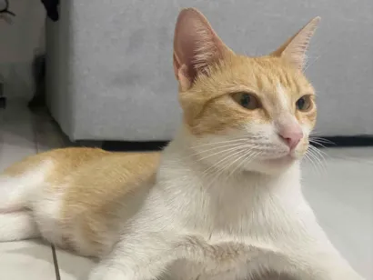 Gato raça SRD-ViraLata idade 2 anos nome Gata amarela 