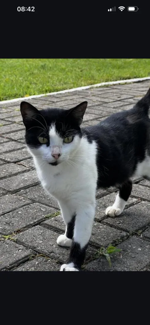 Gato raça SRD-ViraLata idade 2 anos nome Pretinha