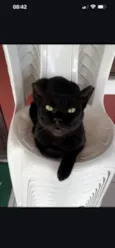 Pretinha