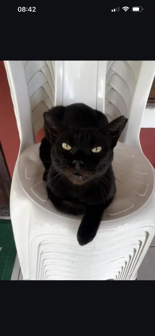 Gato raça SRD-ViraLata idade 2 anos nome Pretinha