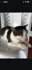 Pretinha