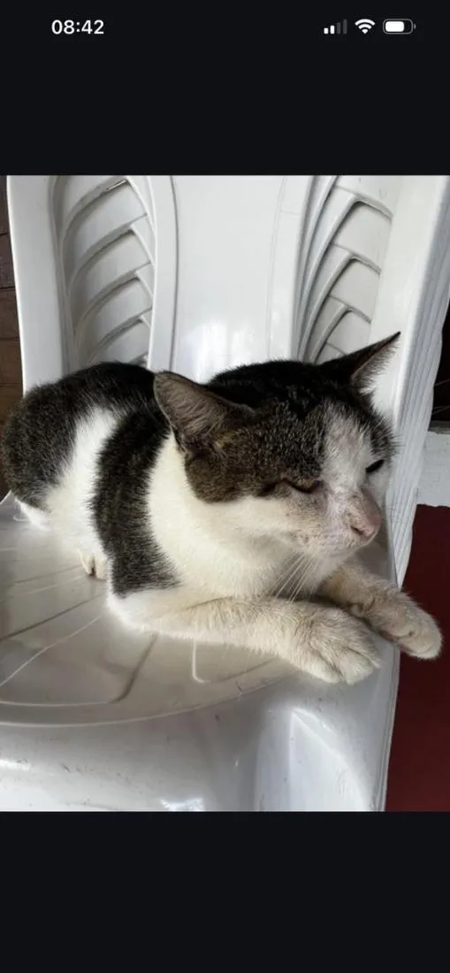 Gato raça SRD-ViraLata idade 2 anos nome Pretinha