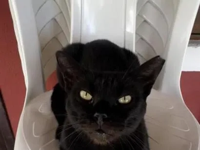 Gato raça SRD-ViraLata idade 2 anos nome Pretinha