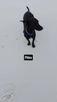 Pitico
