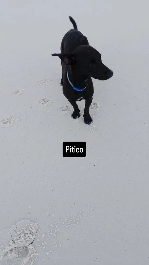 Cachorro raça SRD-ViraLata idade 7 a 11 meses nome Pitico