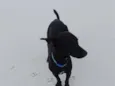 Pitico