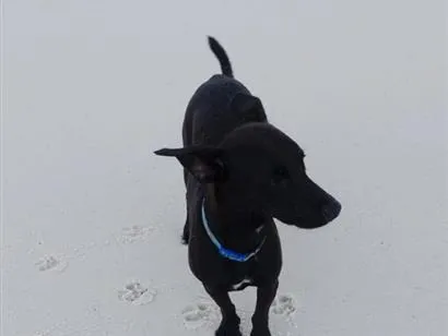 Cachorro raça SRD-ViraLata idade 7 a 11 meses nome Pitico
