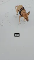 Bingo