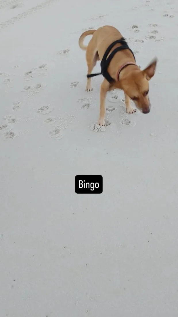 Cachorro raça SRD-ViraLata idade 6 ou mais anos nome Bingo