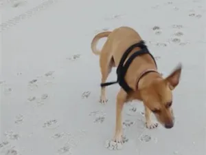 Cachorro raça SRD-ViraLata idade 6 ou mais anos nome Bingo